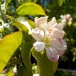 A flowering apple tree Tuesday morning in Winnipeg. (Dave Bedard photo)