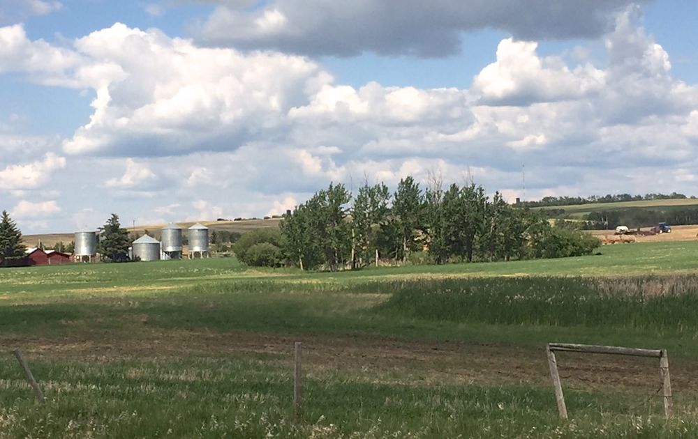 Farmland south of Turtleford benefited from recent rain. (Lisa Guenther photo)
