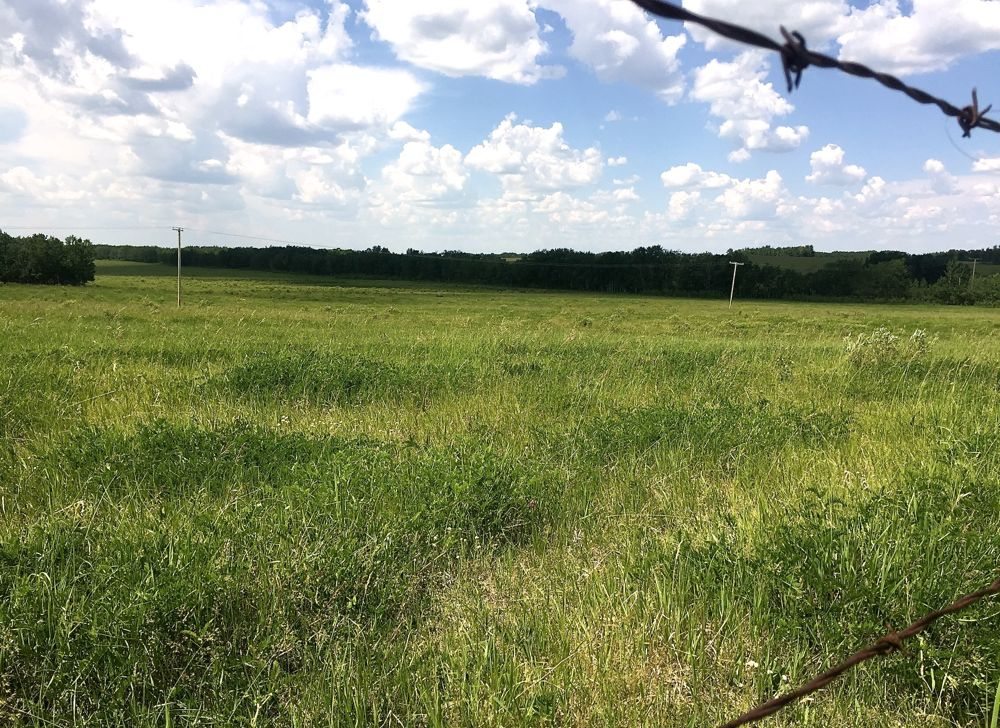 Hayland north of Livelong, Sask. (Lisa Guenther photo)
