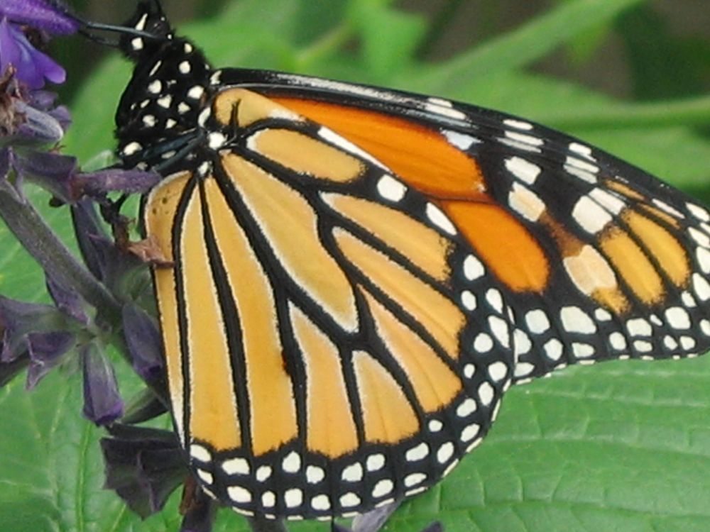 (Photo courtesy ARS/USDA)
