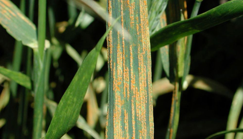 Stripe rust can cause significant yield losses for wheat growers. (Yue Jin photo courtesy ARS/USDA)
