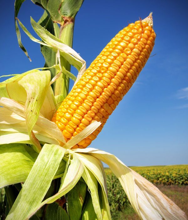 U.S. grains: Soybeans, wheat, corn bounce after steep losses