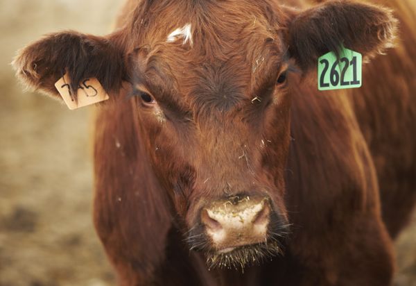 U.S. livestock: CME live cattle futures weak ahead of cash prices