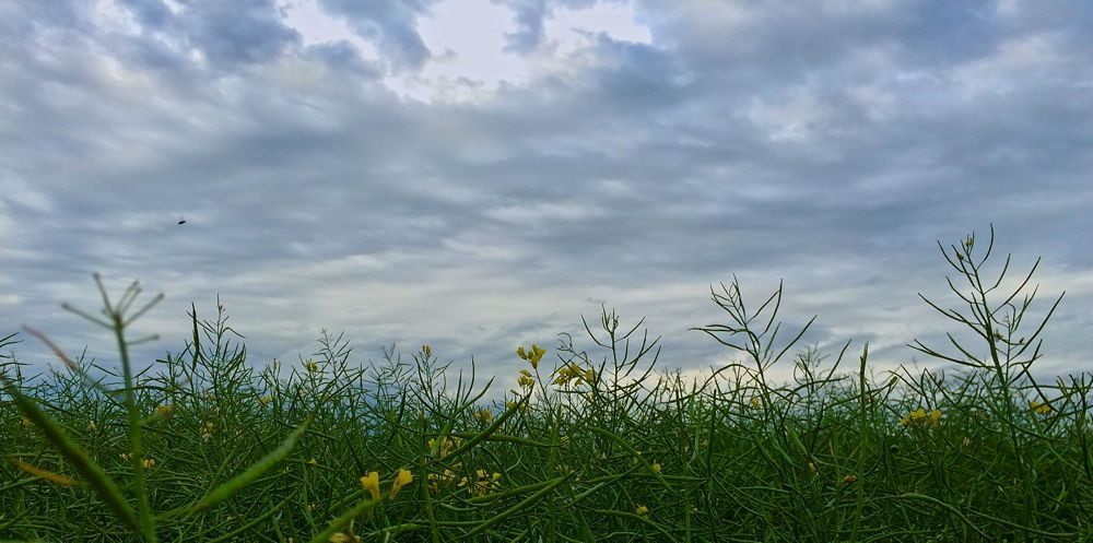 Canola west of Pathlow in northeastern Saskatchewan on July 27, 2015. (Dave Bedard photo)
