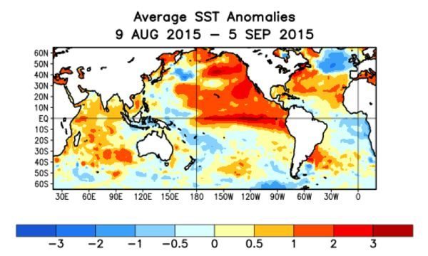 Average sea surface temperature anomalies for the period from Aug. 9 to Sept. 5. (CPC)
