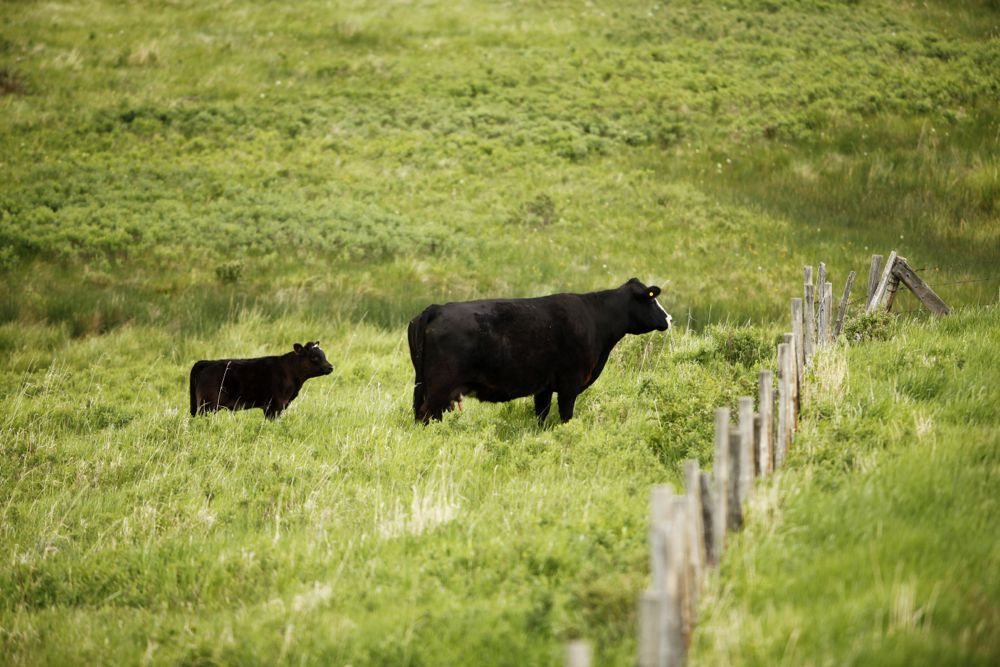 (Photo courtesy Canada Beef Inc.)
