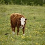 (Photo courtesy Canada Beef Inc.)
