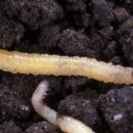 Western corn rootworm larvae. (Scott Bauer photo courtesy ARS/USDA)