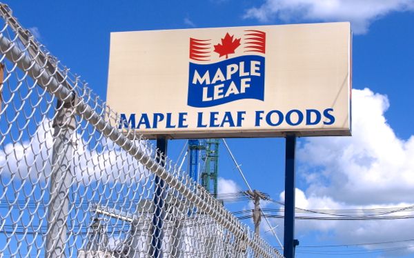 Maple Leaf  swings to profit but shares slide