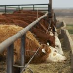 Klassen: Feeder market stronger but volatile