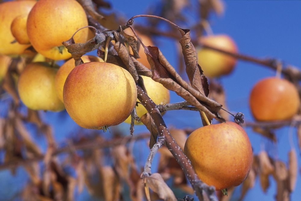 An apple tree branch with “scorched” leaves after a severe fire blight infection. (Peggy Greb photo courtesy ARS/USDA)
