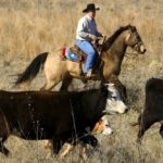 Cattle being herded at the Southern Plains Experimental Range outside Fort Supply, Oklahoma. (Stephen Ausmus photo courtesy ARS/USDA)
