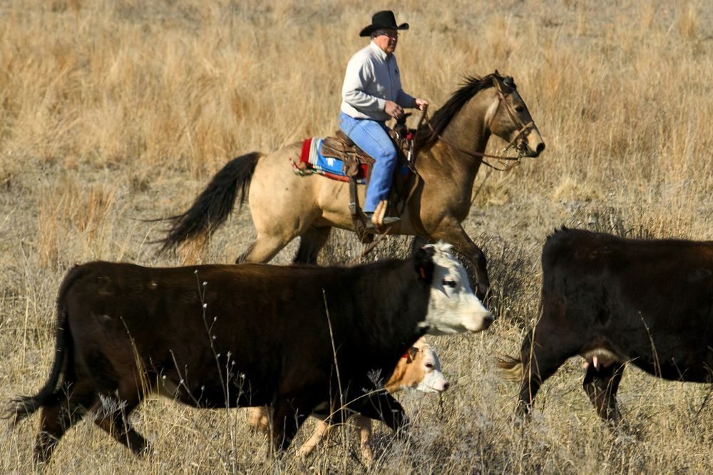 Cattle being herded at the Southern Plains Experimental Range outside Fort Supply, Oklahoma. (Stephen Ausmus photo courtesy ARS/USDA)
