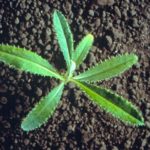 A Canada thistle seedling. (Photo courtesy Canola Council of Canada)
