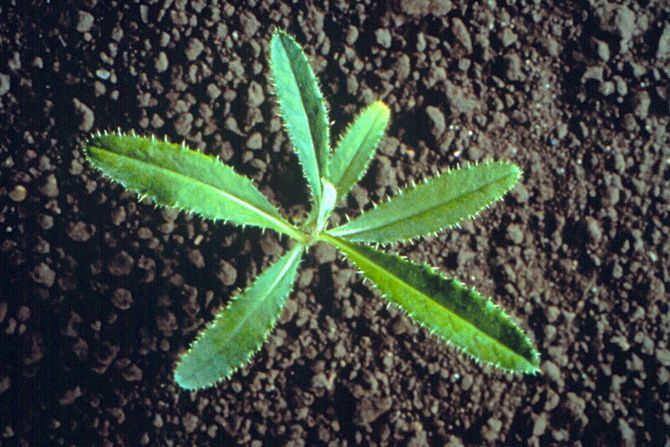 A Canada thistle seedling. (Photo courtesy Canola Council of Canada)
