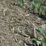 Uneven corn emergence in eastern Ontario. (Photo by Gilles Quesnel)
