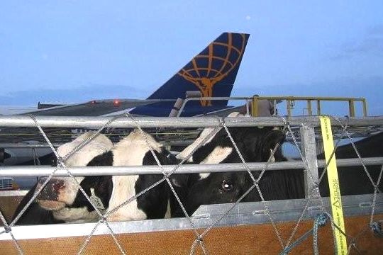 Canadian breeding cattle exports, such as these animals en route to Croatia by air in a CLGA file photo, now have access to Turkey. (CLiveGen.org)
