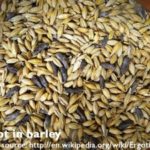 Rye is the most susceptible to ergot, but it can also be in other cereals such as barley.
Wikipedia/Creative Commons