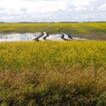A canola field in St. Andrews, Manitoba on July 5, 2016.  Photo: Greg Berg
