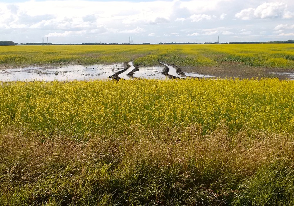 A canola field in St. Andrews, Manitoba on July 5, 2016.  Photo: Greg Berg
