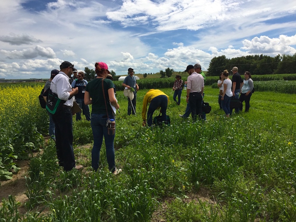 This plot was left unseeded intentionally. A wide variety of weeds took hold and participants were challenged to see how many they could correctly identify.  Photo: Leeann Minogue
