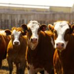 Photo: Canada Beef Inc.
