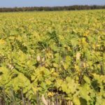 The use of cover crops such as radish has spread rapidly in Ontario in the past five years. Ontario’s environmental commissioner wants to see that continue. (John Greig photo)