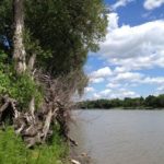 Manitoba in the past decade has imposed restrictions on intensive hog production in a bid to reduce the nutrient load on the Red River heading north toward Lake Winnipeg. (Dave Bedard photo)