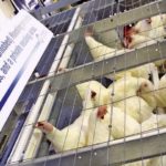 Manitoba Egg Farmers, which in 2013 called a halt to installation of conventional cages, has publicly demonstrated enriched housing systems. (Manitoba Co-operator photo by Shannon VanRaes)