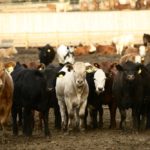 (Photo courtesy Canada Beef Inc.)
