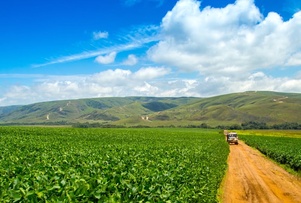 A soybean plantation in Brazil. Genetically modified soybeans that rely on glyphosate for weed control are planted across the country.  Photo: MailsonPignata/iStock/Getty Images
