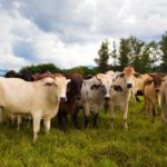 Minerva Foods is a producer and marketer of beef, including exports of live cattle. The company is headquartered in Barretos, Brazil. Photo: azgek/iSock/Getty Images
