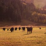 (Photo courtesy Canada Beef Inc.)
