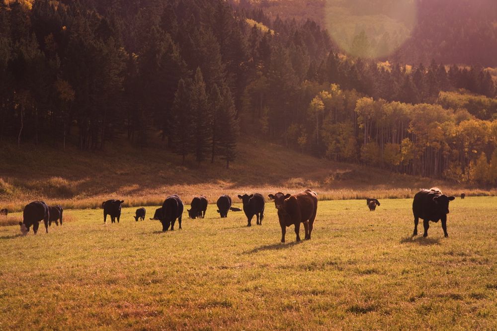 (Photo courtesy Canada Beef Inc.)
