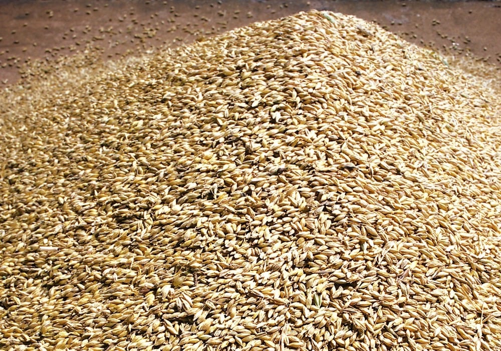 Depending on the quality you’re looking for, feed barley prices run the gamut.  Photo: File
