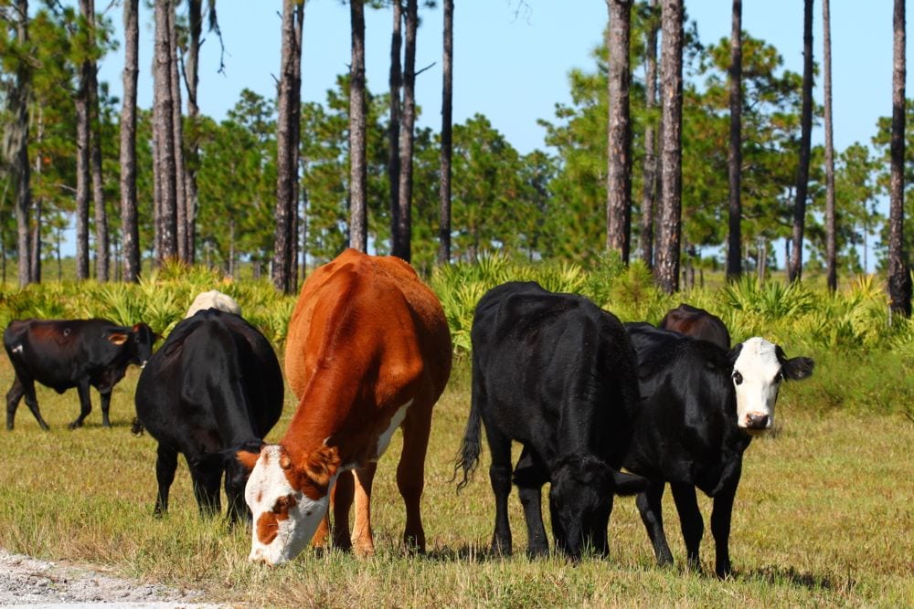 Cattle graze at a military base in Florida. (Wirepec/iStock/Getty Images)
