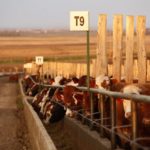 (Photo courtesy Canada Beef Inc.)