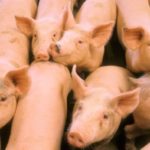 (Regis Lefebure photo courtesy ARS/USDA)
