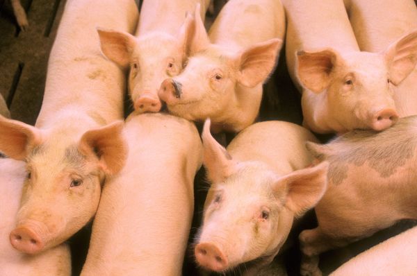 (Regis Lefebure photo courtesy ARS/USDA)
