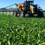 Using an RG 1300 C allows a grower to apply urea while seeding a cover crop into standing corn.
