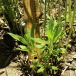 Figure 2. Height of glyphosate-resistant Canada fleabane within fall-seeded cereal rye.