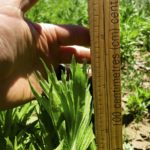 Figure 3. Height of glyphosate-resistant Canada fleabane in the absence of fall-seeded cereal rye.