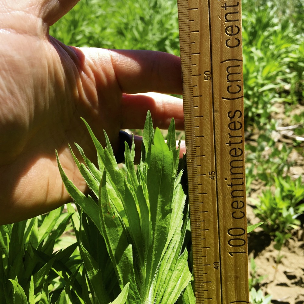 [PHOTOS] Pest Patrol Cover crops versus glyphosateresistant weeds