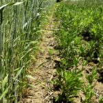 Figure 4. Recruitment of glyphosate-resistant Canada fleabane appeared to stop within 10 to 15 cm (four to six inches) of the outside row of cereal rye, prompting speculation that differences in weed populations may be due to allelopathy.