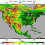 Statistics Canada’s model-based report is based in part on data from sensors on the U.S. National Oceanic and Atmospheric Administration (NOAA) series of satellites. The Normalized Difference Vegetation Index (NDVI), shown here for Sept. 16 over an NOAA satellite map of North America, is used to gauge surface vegetation content. (OSPO.noaa.gov)