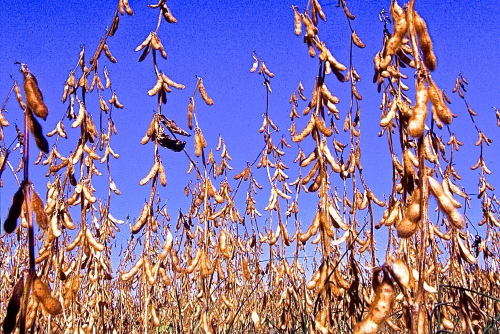 (Scott Bauer photo courtesy ARS/USDA)
