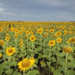 A sunflower crop in Manitoba. (MysticEnergy/Getty Images)