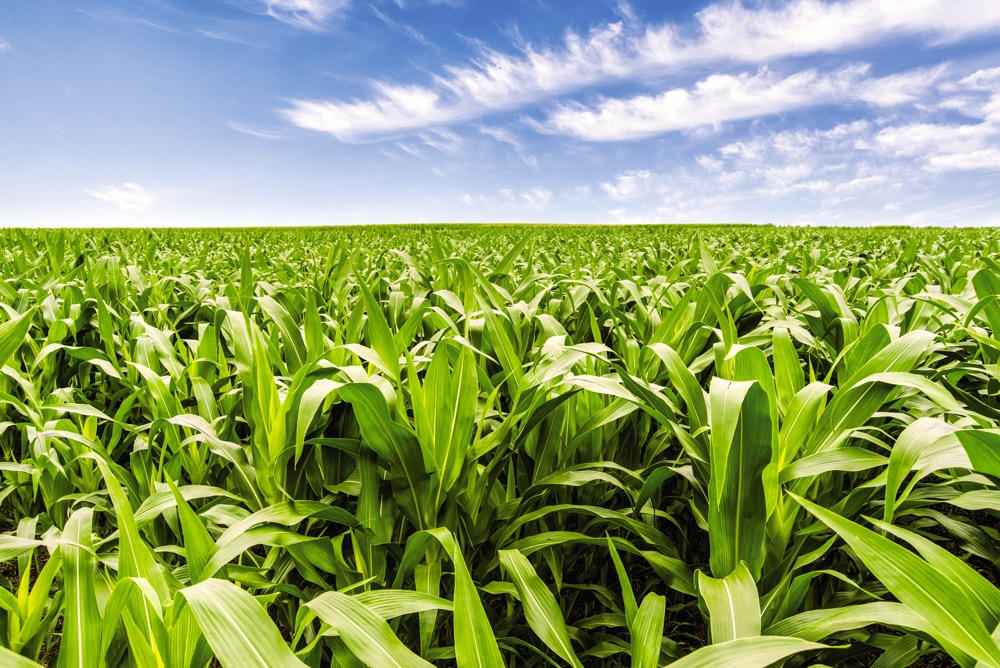 Acres of corn are a more common sight right across Western Canada these days.