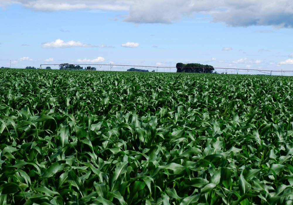 “When (farmers) do the economics, corn adds a very viable income to their operation.” – Doug Alderman, Pride Seeds.