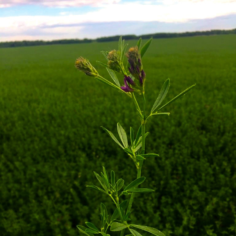 The Green Gold program focuses on quality rather than quantity for the first cut, but it’s also helped producers harvest more cuts per year.